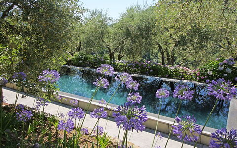 Macennere: Natuur, Tuin, Lavendel, Bloem, Purper, Natuurlijk Landschap, Fabriek, Plantkunde, De Lente, Boom