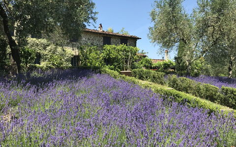 Macennere: Lavendel, Engels Lavender, Bloem, Lavendel, Fabriek, Vegetation, Natuurlijk Landschap, Tuin, De Lente, Plantkunde