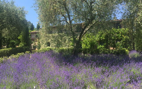 Macennere: Bloeiende Plant, Lavendel, Engels Lavender, Bloem, Fabriek, Lavendel, Natuurlijk Landschap, Weide, Boom