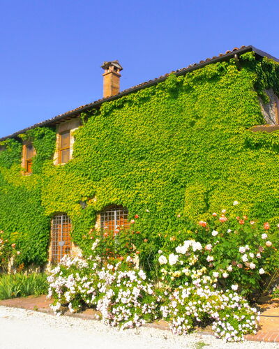 Villa Venanzo: Eigendom, Huis, Groen, Vegetation, Muur, Gebouw, Verblijf, Struik, Fabriek, Landelijk Gebied