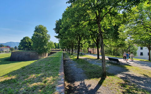 Sinidio: Boom, Gras, Natuur, De Lente, Gazon, Park, Landscaping, Gang, Pad