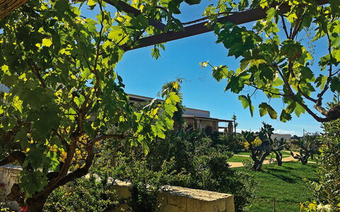 Tenuta Vigna Corallo: Boom, Blad, Fabriek, Woody Plant, Afdeling, Huis, Architectuur, Vlak, Vitis, Gebouw