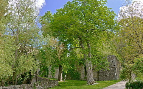 Casa Di Giulio: Blad, Boom, Gras, Afdeling, Muur, Natuur, Groen, Vegetation, Struik, Stenen Muur