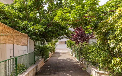 Villa Victory: Boom, Gang, Plantkunde, Fabriek, Blad, Woody Plant, Huis, Weg, Steeg, Architectuur