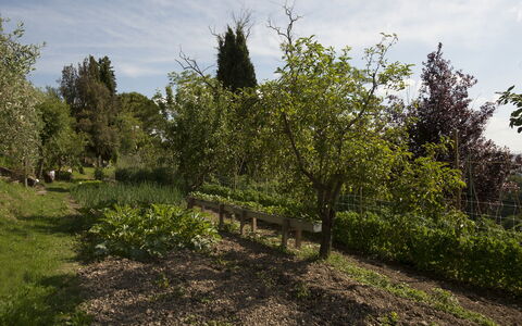 Tenuta Cambiano: Boom, Vegetation, Natuurlijk Landschap, Fabriek, Natuurlijke Omgeving, Woody Plant, Struik, Land Lot, Plantengemeenschap, Gras