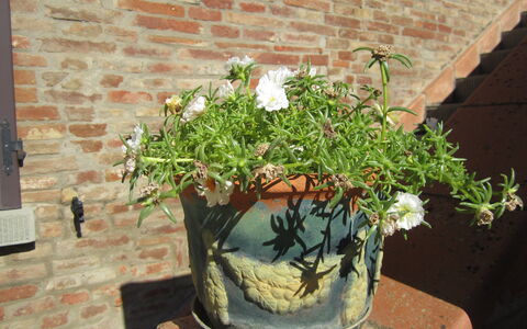 Casale Valdichiana: Bloempot, Kamerplant, Fabriek, Bloem, Plantkunde, Kruid, Boom, Struik, Bloeiende Plant