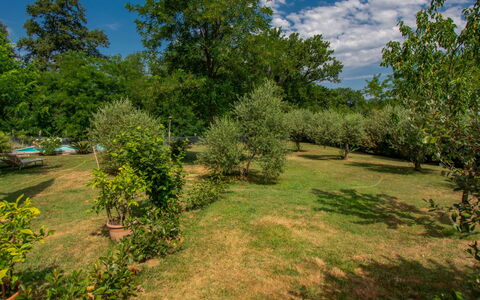 Elena: Boom, Natuurlijke Omgeving, Natuur, Blad, Vegetation, Struik, Plantengemeenschap, Grasland, Plain, Land Lot