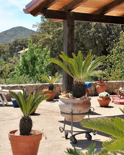 Cycas: Fabriek, Eigendom, Bloempot, Lucht, Plantkunde, Kamerplant, Stoel, Buitenmeubels, Boom, Interieur Ontwerp