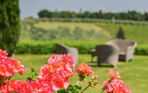 Sole Del Chianti: Bloem, Fabriek, Petal, Natuur, Groen, Natuurlijke Omgeving, Vegetation, Natuurlijk Landschap, Boom, Gras