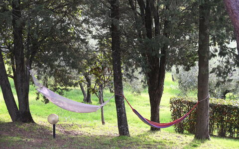 Villa Tresanti: Fabriek, Boom, Natuurlijke Omgeving, Afdeling, Hout, Natuurlijk Landschap, Trunk, Schaduw, Biome