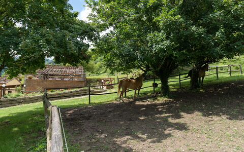Locanda Di Alberi Without Kitchen: Paard, Fabriek, Gewervelde, Boom, Hek, Natuurlijk Landschap, Land Lot, Hout