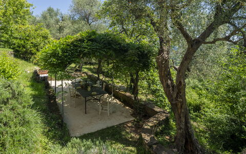 La Casa Dei Limoni, Camaiore, Pet Friendly, Wifi: Blad, Boom, Groen, Vegetation, Struik, Plantengemeenschap, Tuin, De Lente, Schaduw