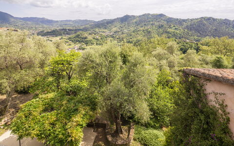 La Casa Dei Limoni, Camaiore, Pet Friendly, Wifi: Boom, Natuur, Blad, Natuurlijke Omgeving, Vegetation, Heuvel, Landelijk Gebied, Plantengemeenschap, De Lente, Heuvel Station