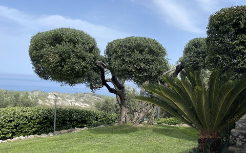 Villa Acquaro, Santa Caterina Dello Ionio, Pool, A: Blad, Vegetation, Struik, Woody Plant, Tuin, Haag, Landscaping, Botanische Tuin, Evergreen