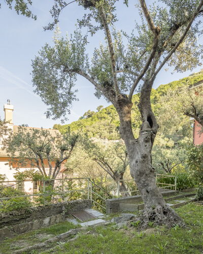 Pieve Ligure Seaside View, Wifi: Blad, Afdeling, Vegetation, Struik, De Lente, Takje, Tuin, Landgoed, Werf, Landscaping
