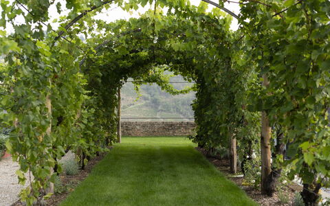 B&b Vigne Di Fagnano Without Kitchen: Fabriek, Gras, Boom, Haag, Woody Plant, Struik, Landschap, Boog, Plantage, Tuin