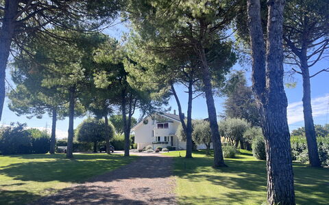 Villapronti: Blad, Boom, Afdeling, Trunk, Schaduw, Gazon, Tuin, Woody Plant, Landscaping, Park