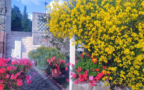 Bellavista Tuscany Apartment Panoramic Terrace: Bloem, Geel, Struik, De Lente, Tuin, Landscaping, Kamerplant