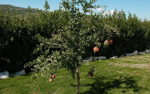 Villa Mariarosaria - Dimora Esclusiva con Piscina: Afdeling, Groundcover, Tuin, Gazon, Fruit, Plantage, Bodem, Werf