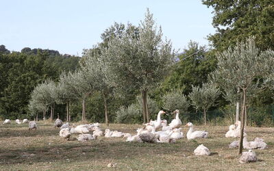 Podere dei Limoni