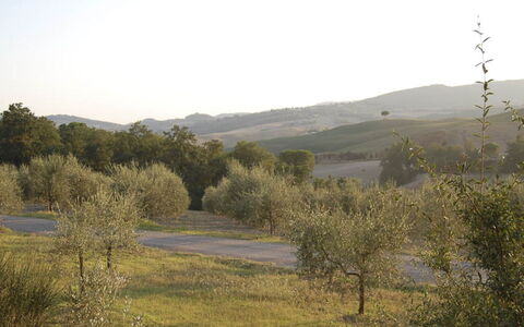 Santo Stefano: Boom, Natuurlijke Omgeving, Vegetation, Natuurlijk Landschap, Grasland, Heuvel, Plantengemeenschap, Struik, Ecoregio, Plain