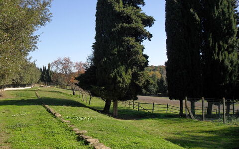 Villa Antonella: Boom, Gras, Blad, Natuurlijke Omgeving, Struik, Trunk, Woody Plant, Tuin, Weide, Landscaping