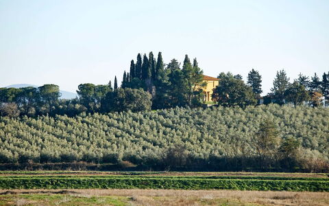 Poggio Cavallino Private Pool, Wifi, Maremma: Boom, Blad, Vegetation, Land Lot, Plantage, Landelijk Gebied, Landbouw, Veld, Evergreen