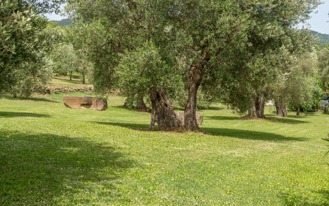 Villa Domus Papi: Boom, Gras, Grasland, Plain, Trunk, Natuurgebied, Woody Plant, Weide, Pasture