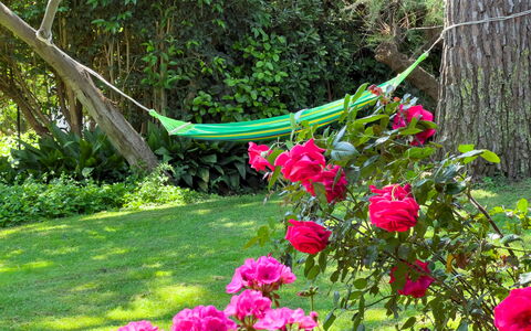 Casa Delle Chicche - Imperia: Groen, Bloem, Petal, Struik, Tuin, Roze, De Lente, Tuinrozen, Groundcover