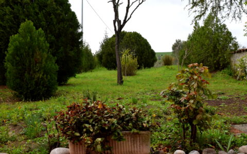Casa Carletto, Abruzzo: Blad, Struik, Tuin, Plantengemeenschap, Woody Plant, Landscaping, Kruidachtige Plant, Gazon, Backyard