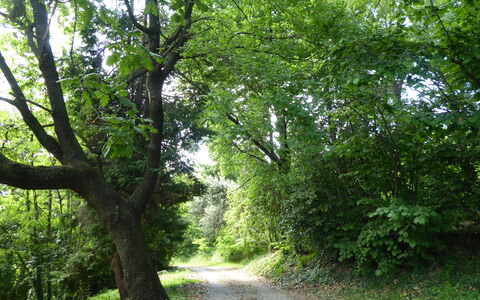 Casa Ballo delle Streghe, Garden, Montebelluna: Blad, Boom, Natuurlijke Omgeving, Groen, Afdeling, Natuur, Vegetation, Weg, Woud, Trail