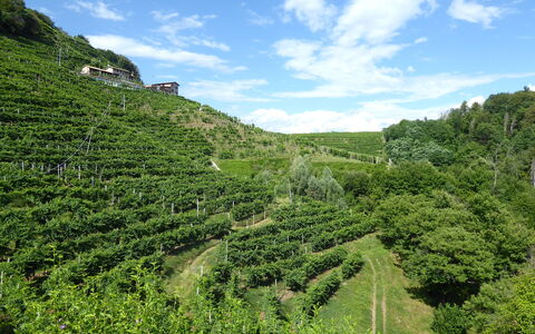 Chalet Fagarè, Pool, Sauna, Prosecco Hills: Groen, Vegetation, Plantage, Landschap, Landbouw, Landelijk Gebied, Plantengemeenschap, Land Lot, Veld, Heuvel Station