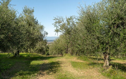 Villa Costa al Bagno: Gras, Boom, Natuurlijke Omgeving, Blad, Afdeling, Vegetation, Grasland, Plantengemeenschap, Plain, Land Lot