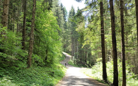 House Martina: Blad, Boom, Groen, Natuurlijke Omgeving, Hout, Vegetation, Woud, Weg, Trail