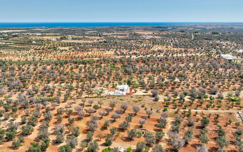 Casa Vita Bella: Boom, Vogelperspectief, Landschap, Luchtfotografie, Plain, Land Lot, Veld, Plantage, Bodem