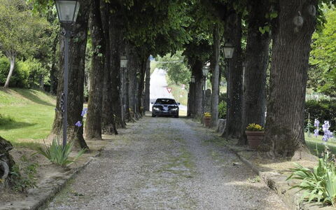 Villa Medicea Lo Sprocco: Boom, Weg Oppervlak, Afdeling, Blad, Weg, Straat, Doorgang, Asfalt, Trunk, Gang