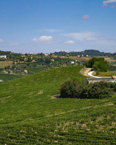 Zena Apartment: Groen, Landbouw, Veld, Plantage, Landelijk Gebied, Plain, Grasland, Landschap, Land Lot