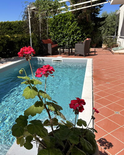 Villa Ava: Bloempot, Zwembad, Tuin, Schaduw, Kamerplant, Landscaping, Backyard, Werf, Waterpartij