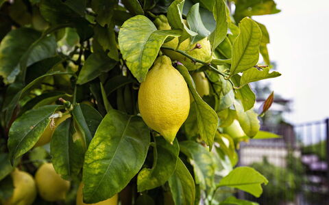 Casa Chicco: Fruit, Groen, Produceren, Geel, Voedsel, Ingrediënt