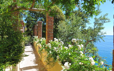 Romantic Tower: Bloem, Struik, De Lente, Tuin, Rose Family, Hek, Botanische Tuin