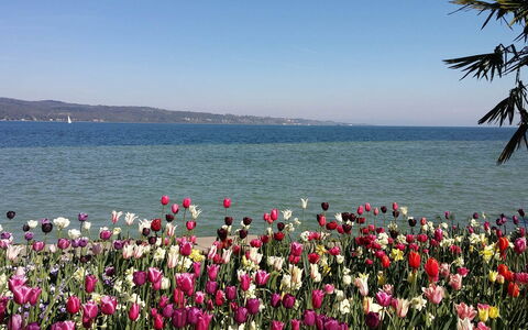 Villa Alina: Bloem, Petal, Kust En Oceanic Landvormen, Roze, Zee, De Lente, Bloeiende Plant, Kust, Tuin, Oceaan