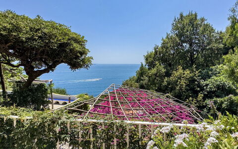Villa Sole di Amalfi: Struik, Tuin, Botanische Tuin, Landscaping, Tropen, Bloesem
