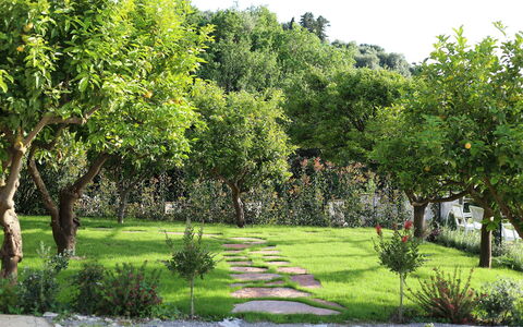 Mermaid Villa: Blad, Struik, Tuin, De Lente, Woody Plant, Gazon, Schaduw, Werf, Backyard