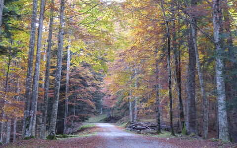 La Casetta dei Palù, Valdobbiadene: Blad, Afdeling, Boom, Natuur, Natuurlijke Omgeving, Hout, Weg, Woud, Natuurlijk Landschap, Vegetation