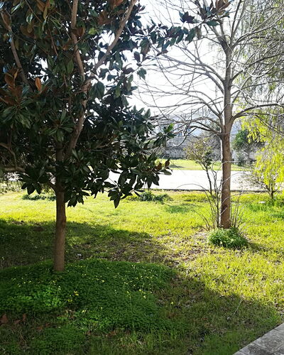 Noemi'S House in Otranto: Blad, Afdeling, Struik, Tuin, Trunk, Woody Plant, Gazon, Schaduw, Landscaping, Werf