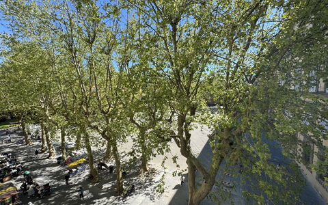 Casa Anna 13: Afdeling, Blad, Boom, Takje, Trunk, De Lente, Woody Plant, Schaduw