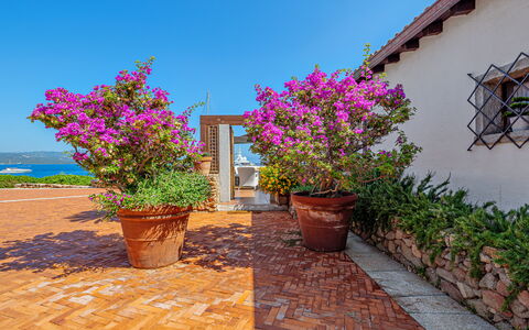 Residenza Rudalza: Bloem, Struik, Roze, Bloempot, Tuin, De Lente, Kamerplant, Landscaping