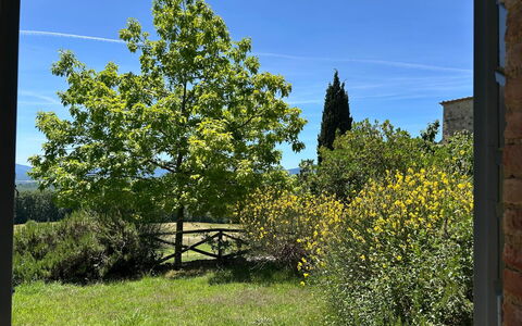Casa Stella Serena, Casole D'Elsa, Pool: Groen, Blad, Vegetation, Struik, Plantengemeenschap, Woody Plant, Tuin, Schaduw, Landscaping, Plantage