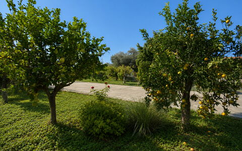 Villa Mameli: Fruit, Tuin, Woody Plant, Plantage, Oranje