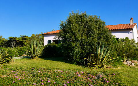 Villa Vignola: Bloem, Vegetation, Struik, Tuin, Plantengemeenschap, Groundcover, Weide, Landscaping, Kruidachtige Plant
